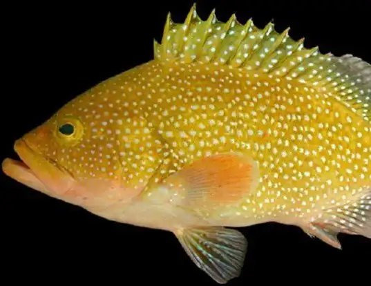 Picture of a calico grouper (Epinephelus drummondhayi)