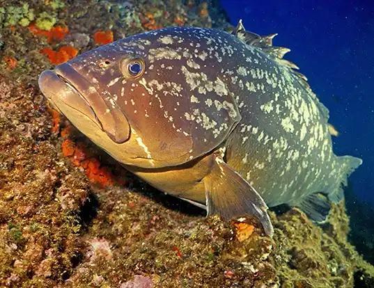 Picture of a dusky grouper (Epinephelus marginatus)