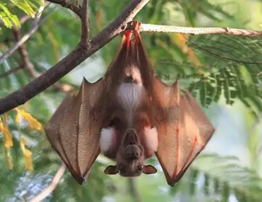 Picture of a gambian epauletted fruit bat (Epomophorus gambianus)