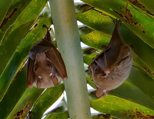 Picture of a wahlberg's epauletted fruit bat (Epomophorus wahlbergi)