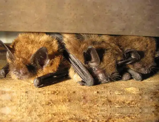Picture of a big brown bat (Eptesicus fuscus)