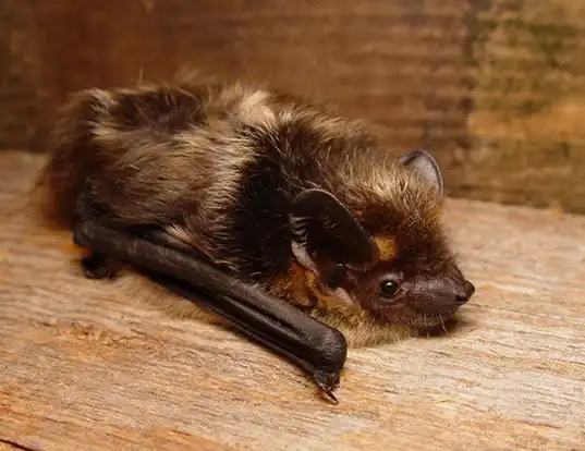 Picture of a northern bat (Eptesicus nilssonii)