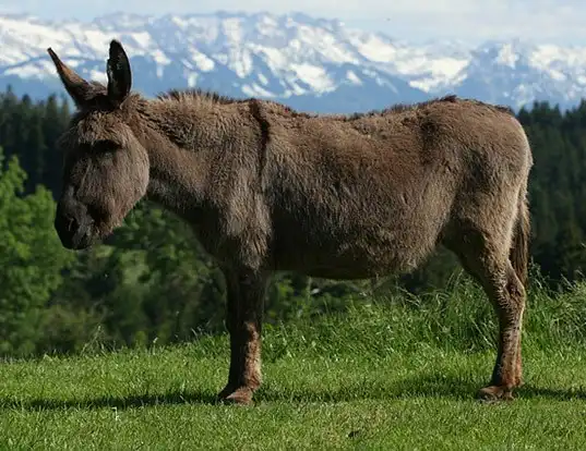 Picture of a asinus (Equus asinus)