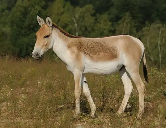 Picture of a asiatic wild ass (Equus hemionus)