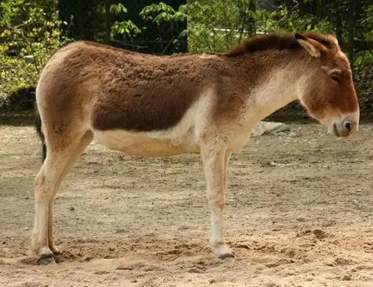 Picture of a kiang (Equus kiang)
