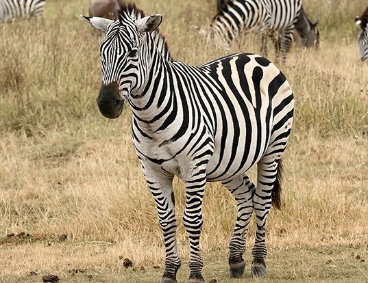 Picture of a plains zebra (Equus quagga)