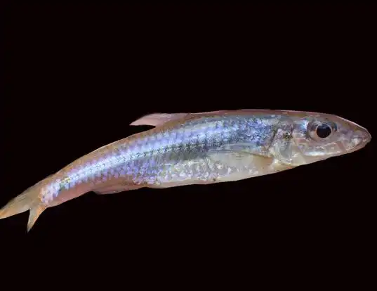 Picture of a silverjaw minnow (Ericymba buccata)