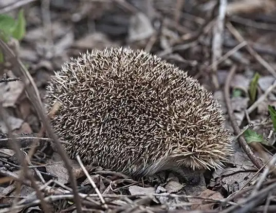 Picture of a manchurian hedgehog (Erinaceus amurensis)