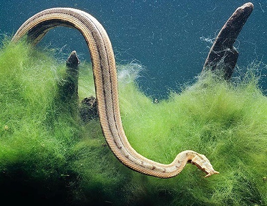 Picture of a tentacled snake (Erpeton tentaculatum)