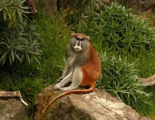 Picture of a patas monkey (Erythrocebus patas)