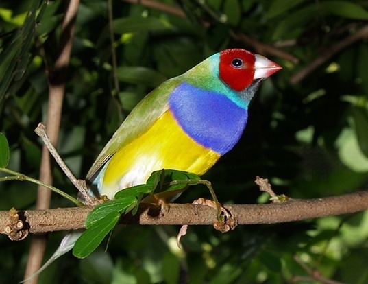 Picture of a gouldian finch (Erythrura gouldiae)