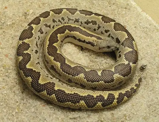 Picture of a rough-tailed sand boa (Eryx conicus)