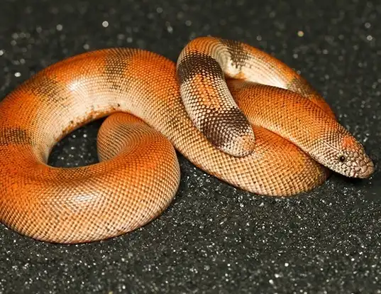 Picture of a brown sand boa (Eryx johnii)