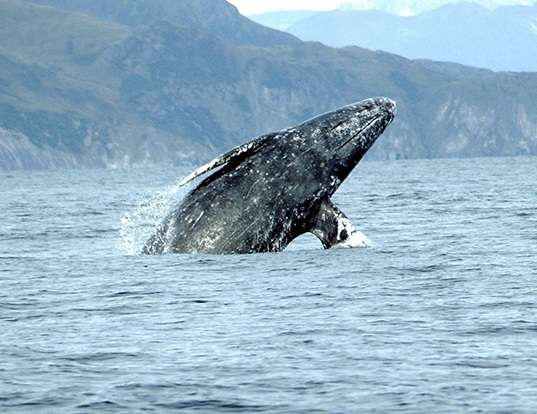 Picture of a gray whale (Eschrichtius robustus)