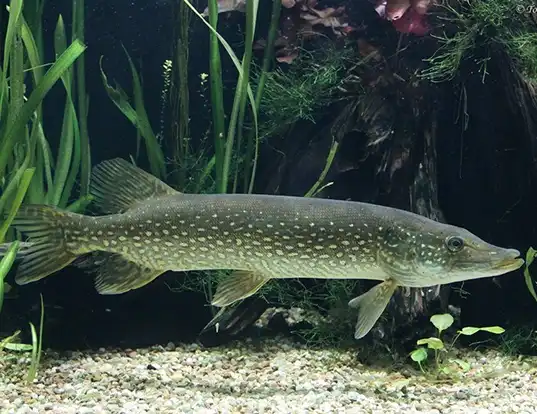 Picture of a northern pike (Esox lucius)
