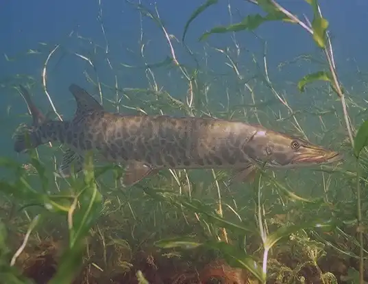 Picture of a muskellunge (Esox masquinongy)