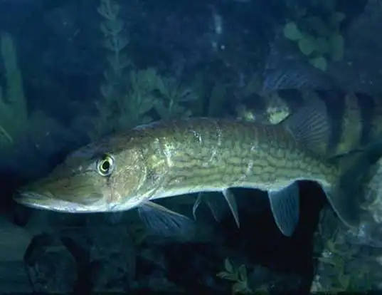 Picture of a chain pickerel (Esox niger)