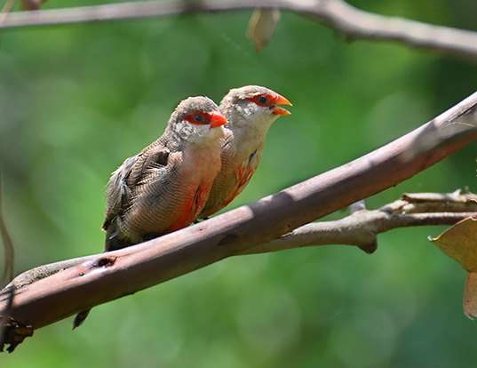Picture of a waxbill (Estrilda astrild)