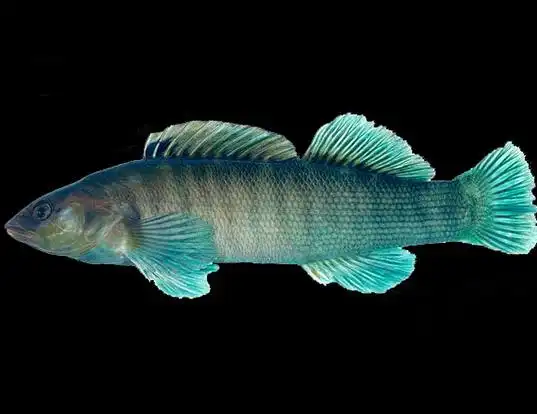 Picture of a sharphead darter (Etheostoma acuticeps)