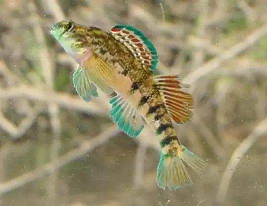 Picture of a coosa darter (Etheostoma coosae)