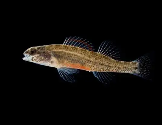 Picture of a coldwater darter (Etheostoma ditrema)