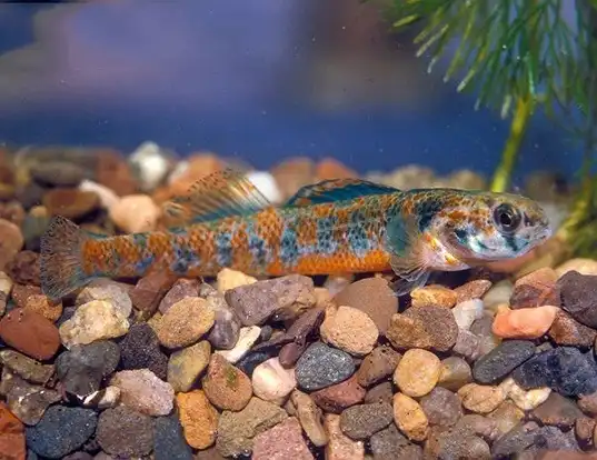 Picture of a iowa darter (Etheostoma exile)