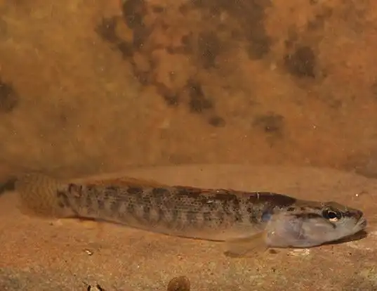 Picture of a fantail darter (Etheostoma flabellare)
