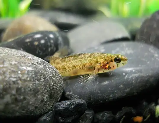 Picture of a swamp darter (Etheostoma fusiforme)