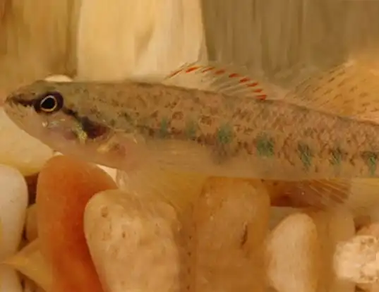 Picture of a slough darter (Etheostoma gracile)