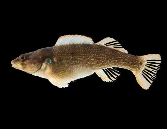 Picture of a yoke darter (Etheostoma juliae)