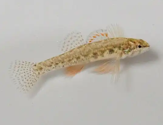 Picture of a least darter (Etheostoma microperca)