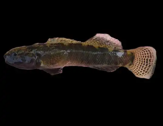Picture of a sooty darter (Etheostoma olivaceum)
