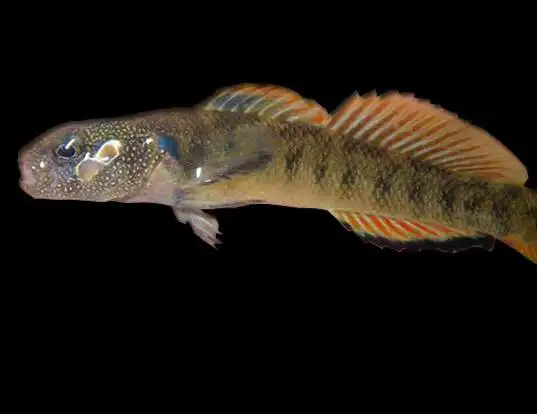 Picture of a slabrock darter (Etheostoma smithi)