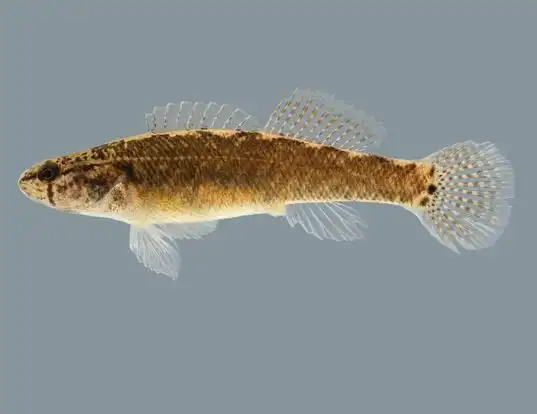 Picture of a spottail darter (Etheostoma squamiceps)