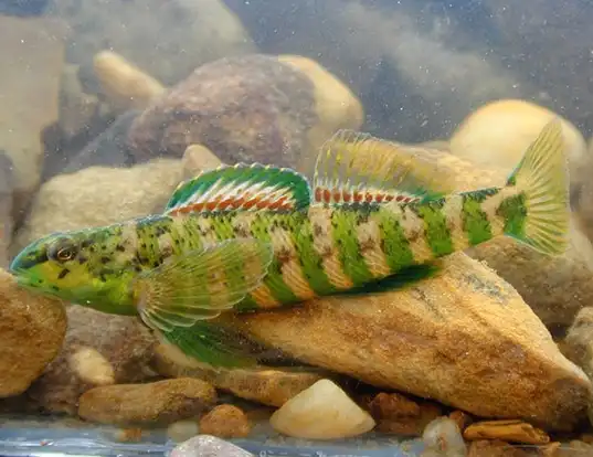 Picture of a banded darter (Etheostoma zonale)