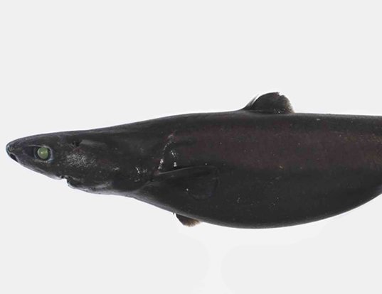 Picture of a southern lantern shark (Etmopterus baxteri)