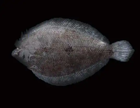 Picture of a fringed flounder (Etropus crossotus)