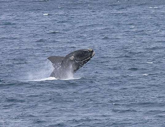 Picture of a southern right whale (Eubalaena australis)