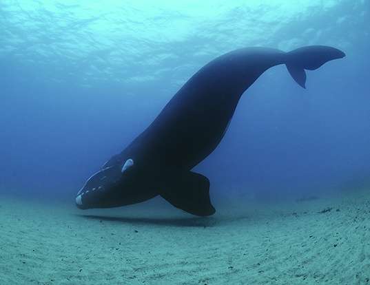 Picture of a north atlantic right whale (Eubalaena glacialis)