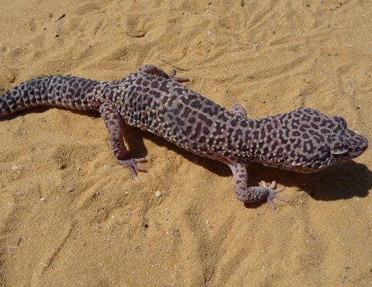 Picture of a leopard gecko (Eublepharis macularius)
