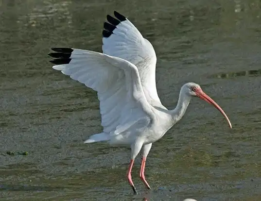 Picture of a white ibis (Eudocimus albus)