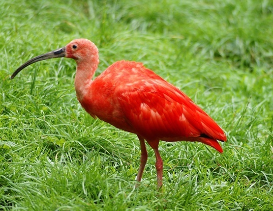 Picture of a scarlet ibis (Eudocimus ruber)