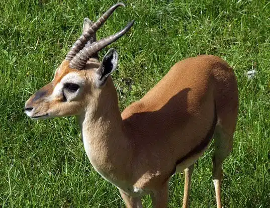 Picture of a red-fronted gazelle (Eudorcas rufifrons)
