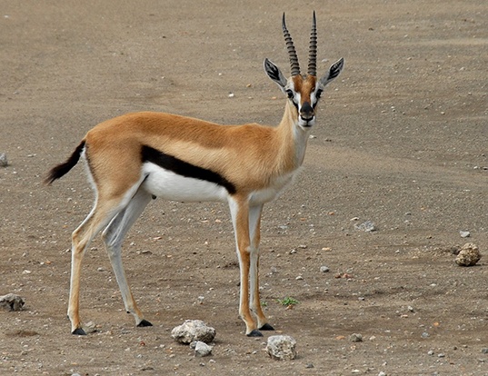 Picture of a thomson's gazelle (Eudorcas thomsonii)