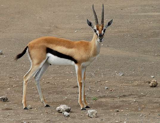 Picture of a thomson's gazelle (Eudorcas thomsonii)