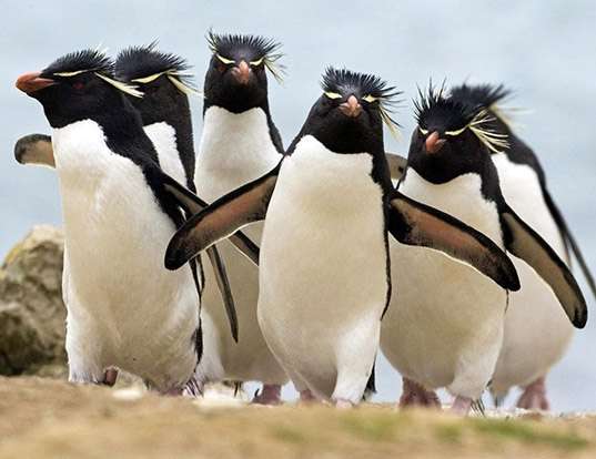Picture of a southern rockhopper penguin (Eudyptes chrysocome)