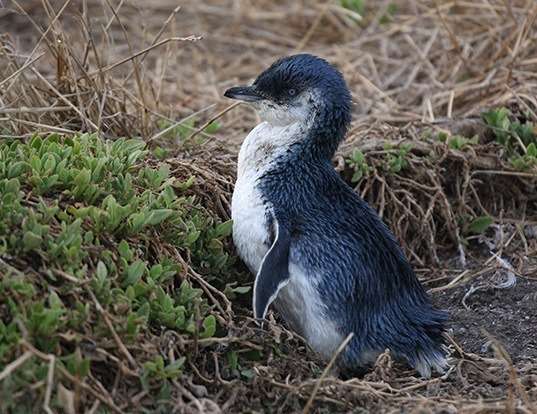 Picture of a little penguin (Eudyptula minor)