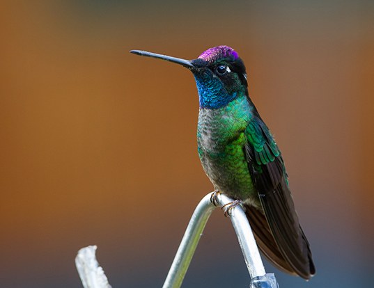 Picture of a magnificent hummingbird (Eugenes fulgens)
