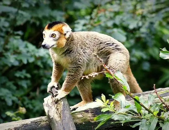 Picture of a crowned lemur (Eulemur coronatus)