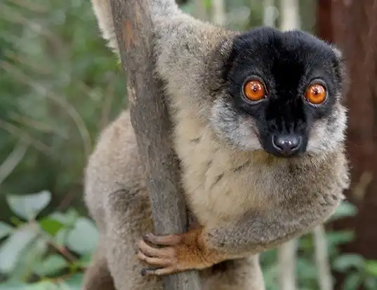 Picture of a brown lemur (Eulemur fulvus)